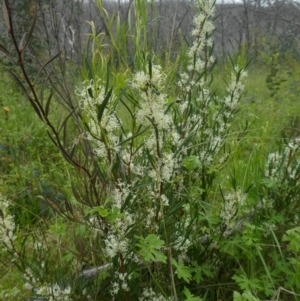 Hakea microcarpa at Rendezvous Creek, ACT - 5 Dec 2021