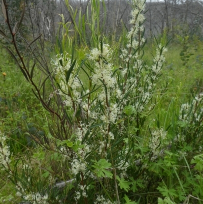 Hakea microcarpa (Small-fruit Hakea) at Namadgi National Park - 4 Dec 2021 by WendyW