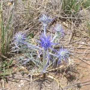 Eryngium ovinum at Jerrabomberra, ACT - 29 Nov 2008