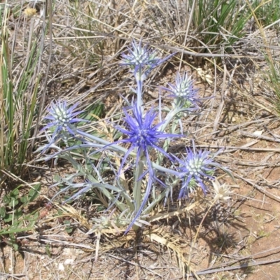 Eryngium ovinum (Blue Devil) at Jerrabomberra Grassland - 29 Nov 2008 by MatthewFrawley