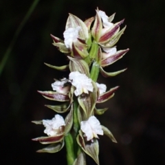 Prasophyllum australe (Austral Leek Orchid) at Huskisson, NSW - 8 Dec 2021 by AnneG1