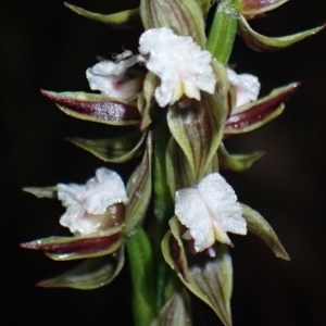 Prasophyllum australe at Huskisson, NSW - 8 Dec 2021