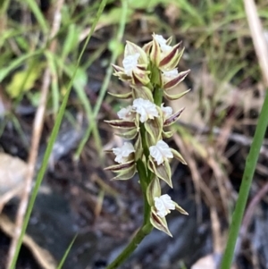 Prasophyllum australe at Huskisson, NSW - 8 Dec 2021