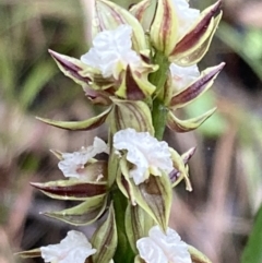 Prasophyllum australe at Huskisson, NSW - 8 Dec 2021