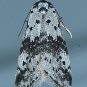 Thallarcha (genus) at Ainslie, ACT - 23 Oct 2021
