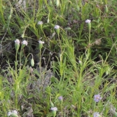 Vittadinia muelleri (Narrow-leafed New Holland Daisy) at Rob Roy Range - 20 Oct 2021 by michaelb