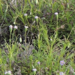 Vittadinia muelleri at Conder, ACT - 20 Oct 2021