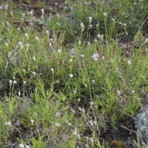 Vittadinia muelleri at Conder, ACT - 20 Oct 2021