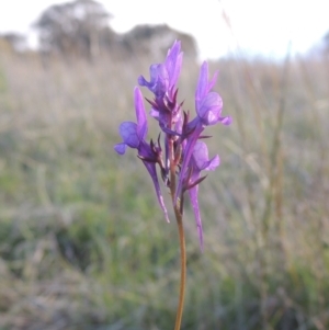 Linaria pelisseriana at Conder, ACT - 20 Oct 2021