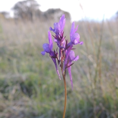 Linaria pelisseriana (Pelisser's Toadflax) at Conder, ACT - 20 Oct 2021 by MichaelBedingfield