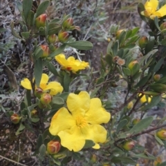 Hibbertia obtusifolia (Grey Guinea-flower) at Conder, ACT - 20 Oct 2021 by MichaelBedingfield