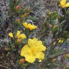 Hibbertia obtusifolia (Grey Guinea-flower) at Conder, ACT - 20 Oct 2021 by michaelb