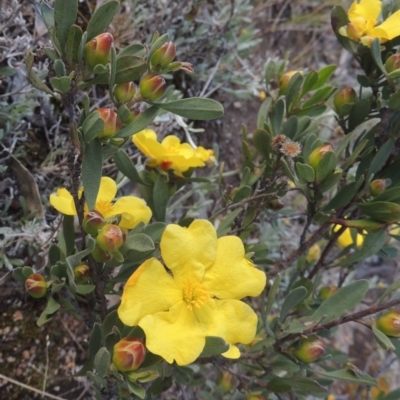 Hibbertia obtusifolia (Grey Guinea-flower) at Rob Roy Range - 20 Oct 2021 by michaelb