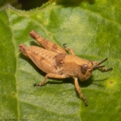 Phaulacridium vittatum (Wingless Grasshopper) at Macgregor, ACT - 9 Dec 2021 by Roger