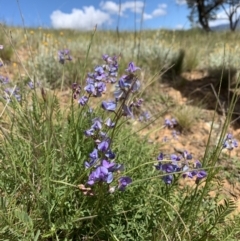Swainsona monticola (Notched swainson-pea) at Ginninderry Conservation Corridor - 19 Oct 2021 by Eland