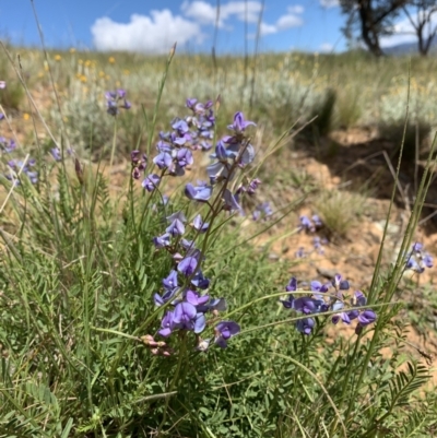 Swainsona monticola (Notched Swainson-Pea) at Ginninderry Conservation Corridor - 19 Oct 2021 by Eland