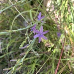 Caesia calliantha (Blue Grass-lily) at Weetangera, ACT - 2 Dec 2021 by Eland