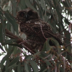 Ninox boobook (Southern Boobook) at Molonglo Valley, ACT - 9 Dec 2021 by AndyRussell