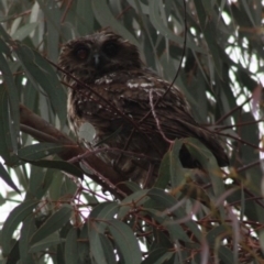 Ninox boobook (Southern Boobook) at Molonglo Valley, ACT - 8 Dec 2021 by AndyRussell