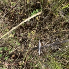 Coryphistes ruricola (Bark-mimicking Grasshopper) at Ginninderry Conservation Corridor - 28 Nov 2021 by Eland