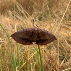 Anthela varia (Hairy Mary) at Hawker, ACT - 7 Dec 2021 by Eland