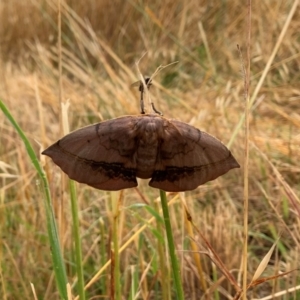 Anthela varia at Hawker, ACT - 7 Dec 2021