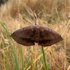 Anthela varia at Hawker, ACT - 7 Dec 2021