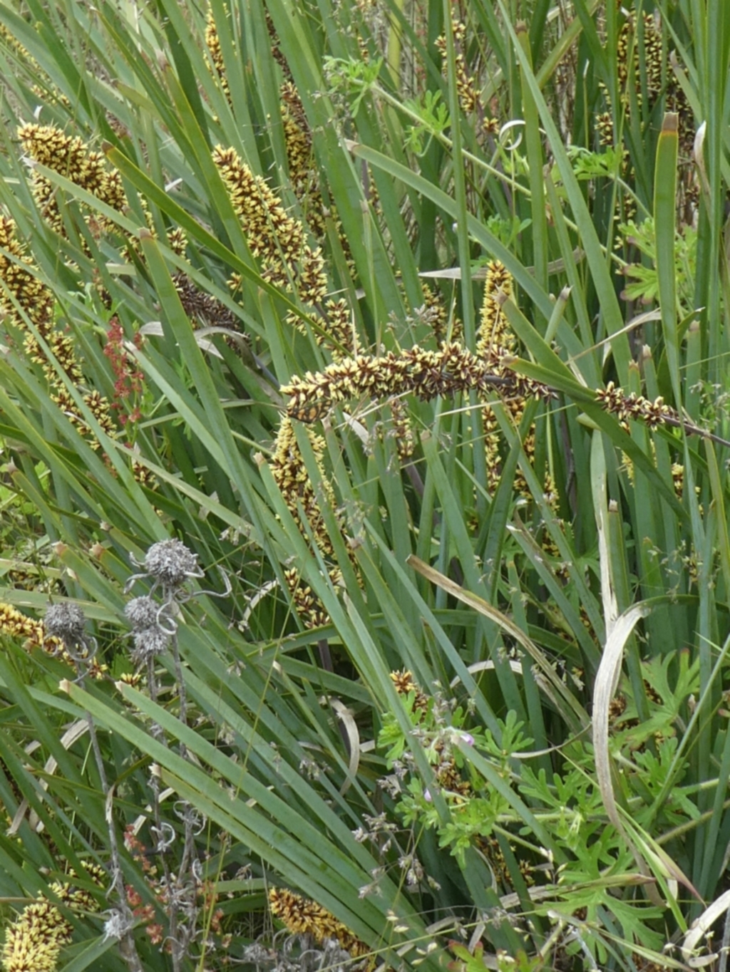 Lomandra longifolia at Rendezvous Creek, ACT - 5 Dec 2021