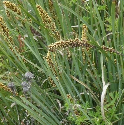 Lomandra longifolia (Spiny-headed Mat-rush, Honey Reed) at Rendezvous Creek, ACT - 4 Dec 2021 by WendyW