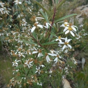 Olearia erubescens at Rendezvous Creek, ACT - 5 Dec 2021 09:47 AM