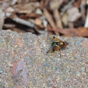 Lamprogaster sp. (genus) at Wamboin, NSW - 4 Jan 2021