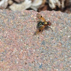 Lamprogaster sp. (genus) at Wamboin, NSW - 4 Jan 2021