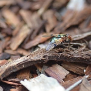 Lamprogaster sp. (genus) at Wamboin, NSW - 4 Jan 2021