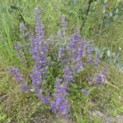 Ajuga australis (Austral Bugle) at Namadgi National Park - 5 Dec 2021 by WendyW