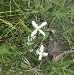 Clematis aristata at Rendezvous Creek, ACT - 5 Dec 2021 11:08 AM