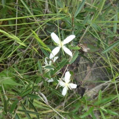 Clematis aristata (Mountain Clematis) at Rendezvous Creek, ACT - 5 Dec 2021 by WendyW