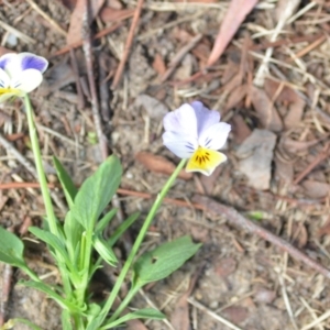 Viola arvensis at Wamboin, NSW - 7 Jan 2021