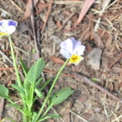 Viola arvensis (Heartsease, Field Pansy) at Wamboin, NSW - 7 Jan 2021 by natureguy