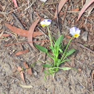 Viola arvensis at Wamboin, NSW - 7 Jan 2021