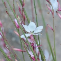 Oenothera lindheimeri (Clockweed) at Sutton, NSW - 7 Jan 2021 by natureguy