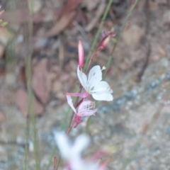 Oenothera lindheimeri at Sutton, NSW - 7 Jan 2021 10:37 PM