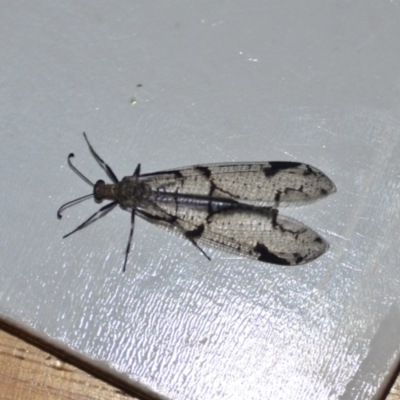 Dendroleon amabilis (An Antlion Lacewing) at QPRC LGA - 10 Jan 2021 by natureguy