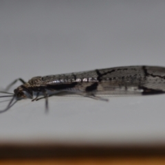 Dendroleon amabilis at Wamboin, NSW - 10 Jan 2021