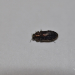 Diphucrania sp. (genus) (Jewel Beetle) at QPRC LGA - 13 Jan 2021 by natureguy