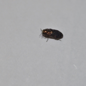 Diphucrania sp. (genus) at Wamboin, NSW - 14 Jan 2021