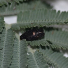 Diphucrania sp. (genus) (Jewel Beetle) at QPRC LGA - 14 Jan 2021 by natureguy