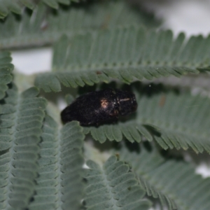 Diphucrania sp. (genus) at Wamboin, NSW - 15 Jan 2021