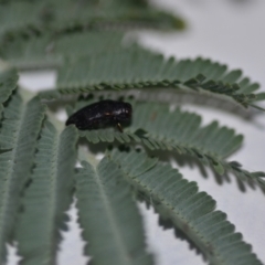 Diphucrania sp. (genus) at Wamboin, NSW - 15 Jan 2021