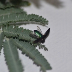 Diphucrania sp. (genus) at Wamboin, NSW - 15 Jan 2021