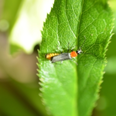 Chauliognathus tricolor (Tricolor soldier beetle) at QPRC LGA - 16 Jan 2021 by natureguy